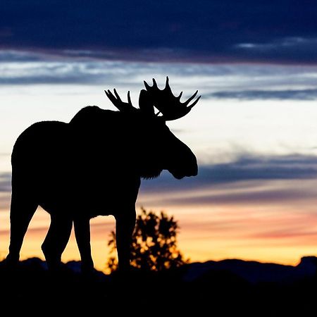 Wildlife Panorama Lofoten Bostad Exterior foto